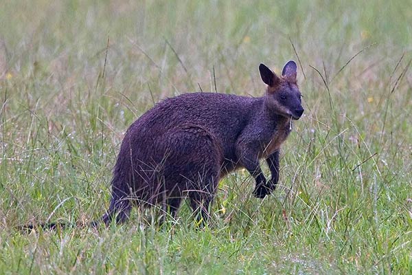 Маленький кенгуру - валлаби