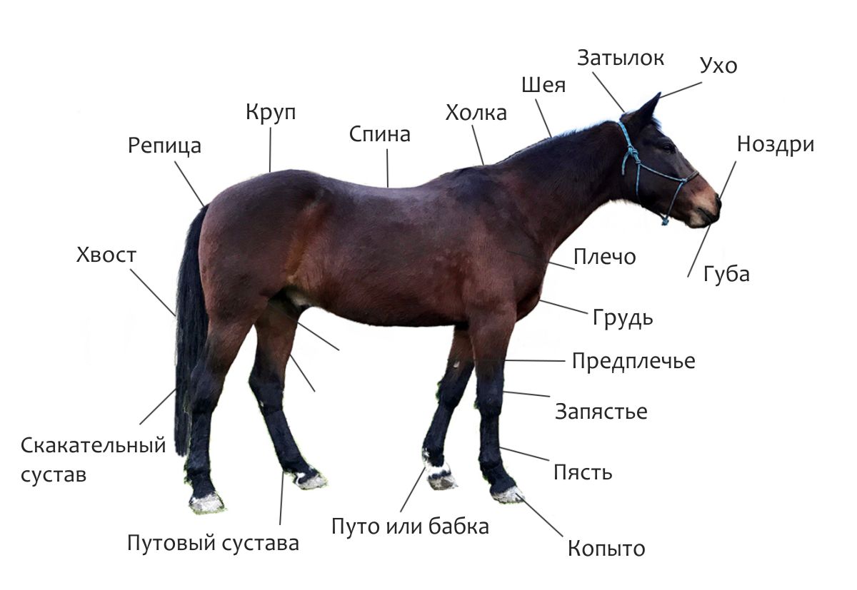 Части тела лошади, названия