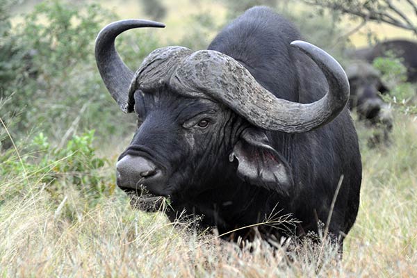 Африканский или черный буйвол
