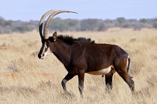 Африканская черная антилопа