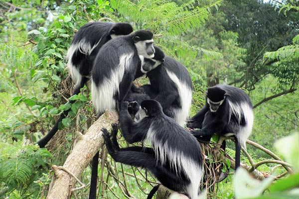 Африканские обезьяны колобусы