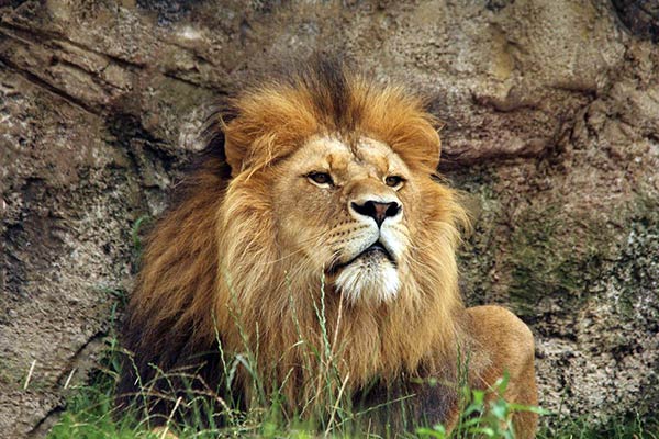 Животные африки-лев