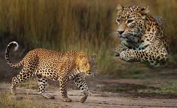 Животные Африки-леопард