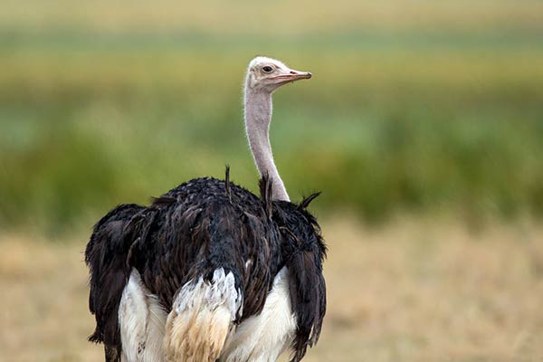 Крупная птица африканский страус