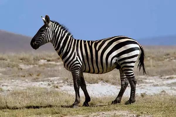 Зебра-животный мир Африки