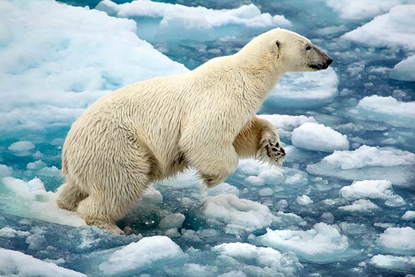 Животные Арктики-белый медведь