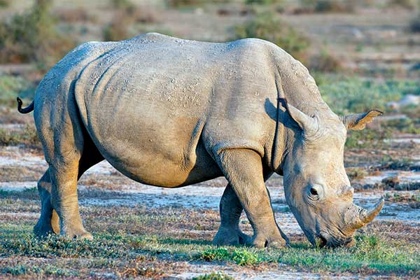 Белый носорог из Африки