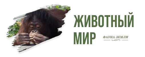 Животный мир