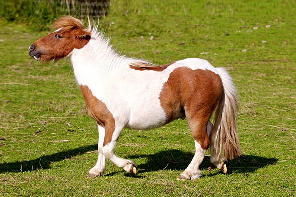 Самая маленькая пони-фалабелла