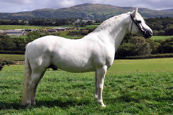 Семейство лошадиных-пони породы коннемара