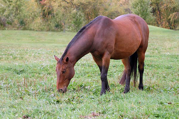 Порода кватерхорс или четвертьмильная лошадь