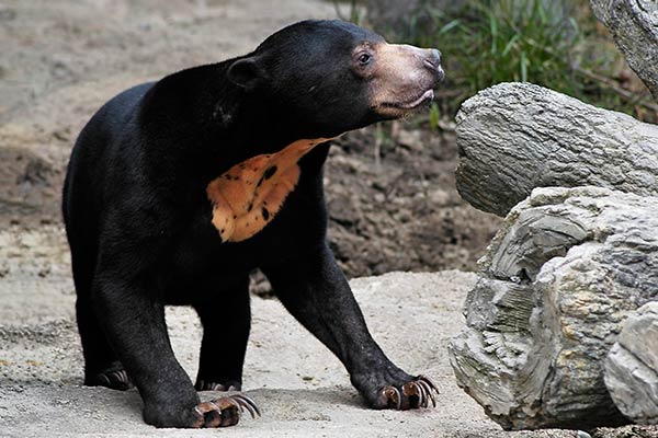 Медведь Азии - бируанг