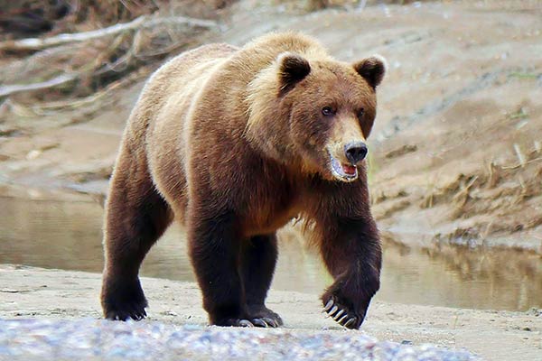Семейство медвежьи - бурый медведь