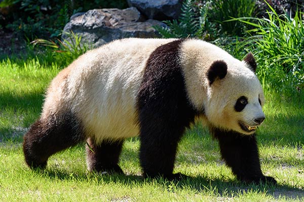 Большая панда-семейство медвежьи