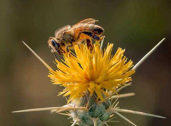 Роль матки в семействе пчел