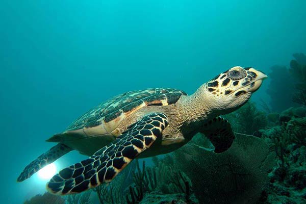 Бисса - морская черепаха