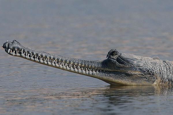 Крокодил нильский гавиал