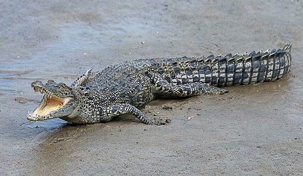 Огромный гребнистый крокодил