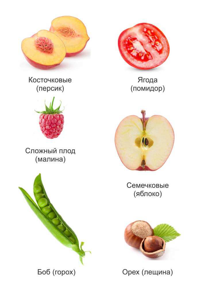 Различные формы плодов