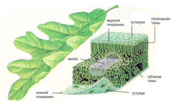 Схема листа широколистных деревьев