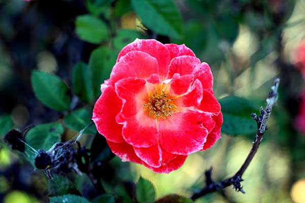 Замечательная роза - семейство розовых