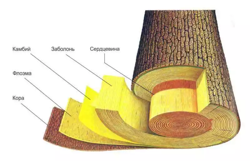 Строение ствола дерева в разарезе