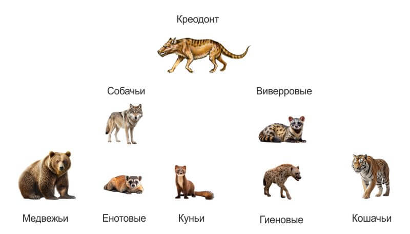 Хищные животные — происхождение семейств, виды и фото