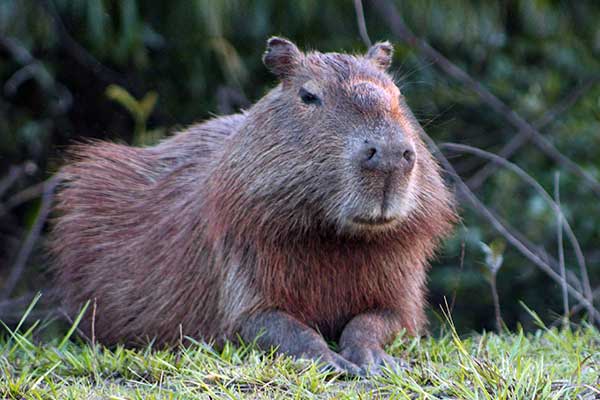 Капибара - крыса размером со свинью