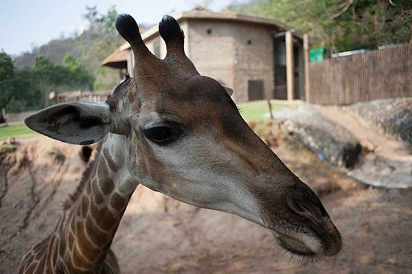 Жираф - рекордсмен по высоте