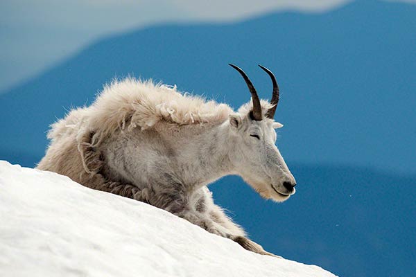 Животные Северной Америки-снежный козел