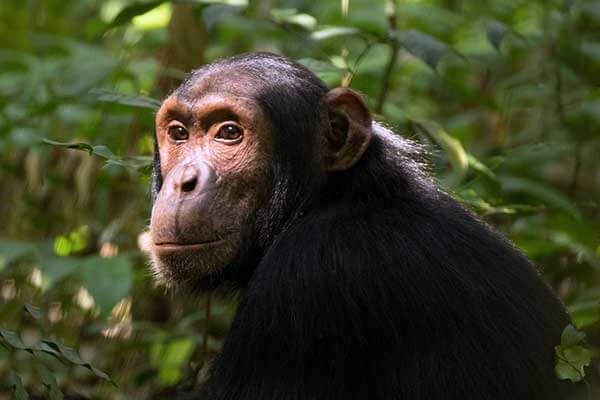 Умное животное шимпанзе