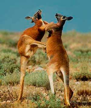 кенгуру-боксеры