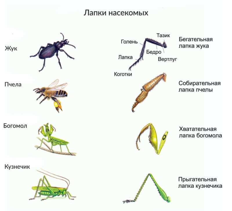 Формы лапок разных насекомых