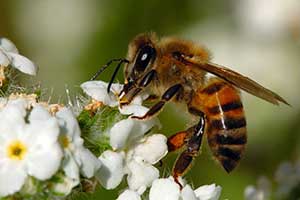 домашние насекомые, пчела