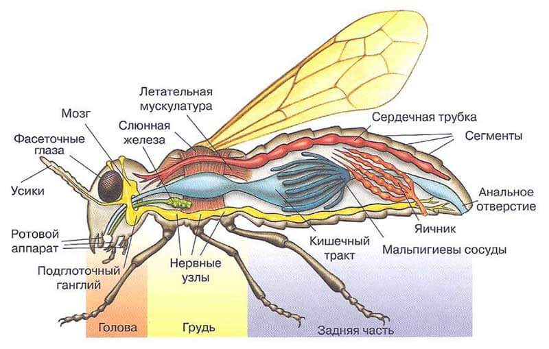 Строение тела насекомого