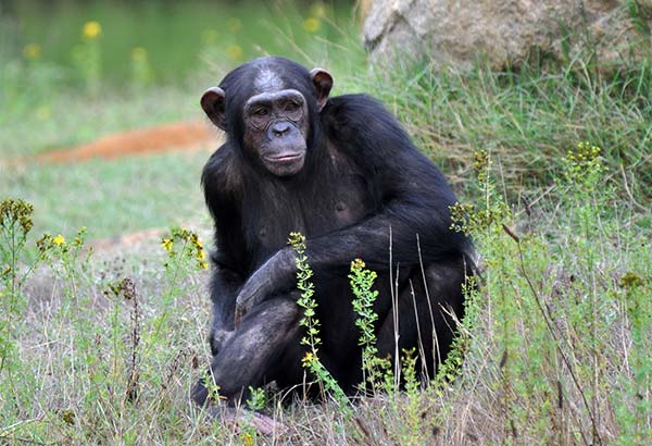Плотоядные обезьяны-африканские шимпанзе
