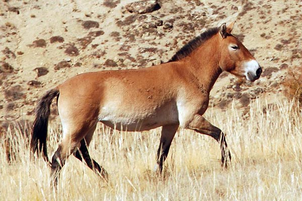 Животные пустыни - лошадь Пржевальского