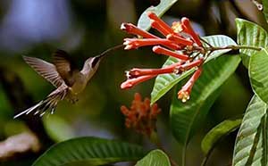 Маленькая птичка колибри