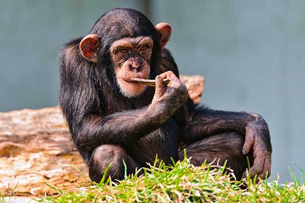 Примат шимпанзе - высшие обезьяны