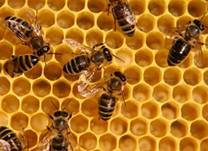 пчела,соты,строители,насекомые