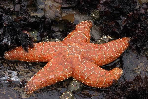 Морская звезда беспозвоночное животное