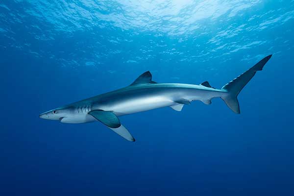 Синяя акула - плотоядное животное