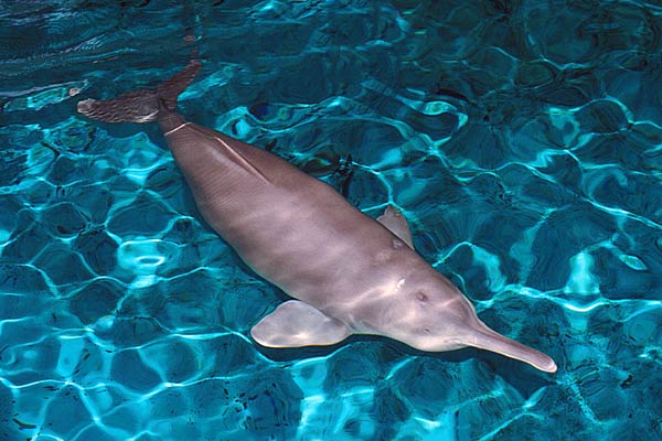Речной дельфин