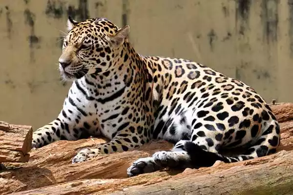 Какие животные обитают в Южной Америке? Животный мир Южной Америки — список, виды, описание и фото 3 животных южной америки