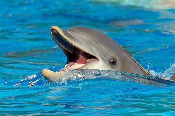 Дельфины-животные морей и океанов